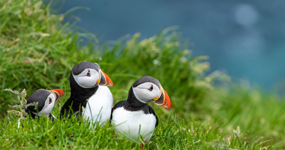 close up of three puffins
