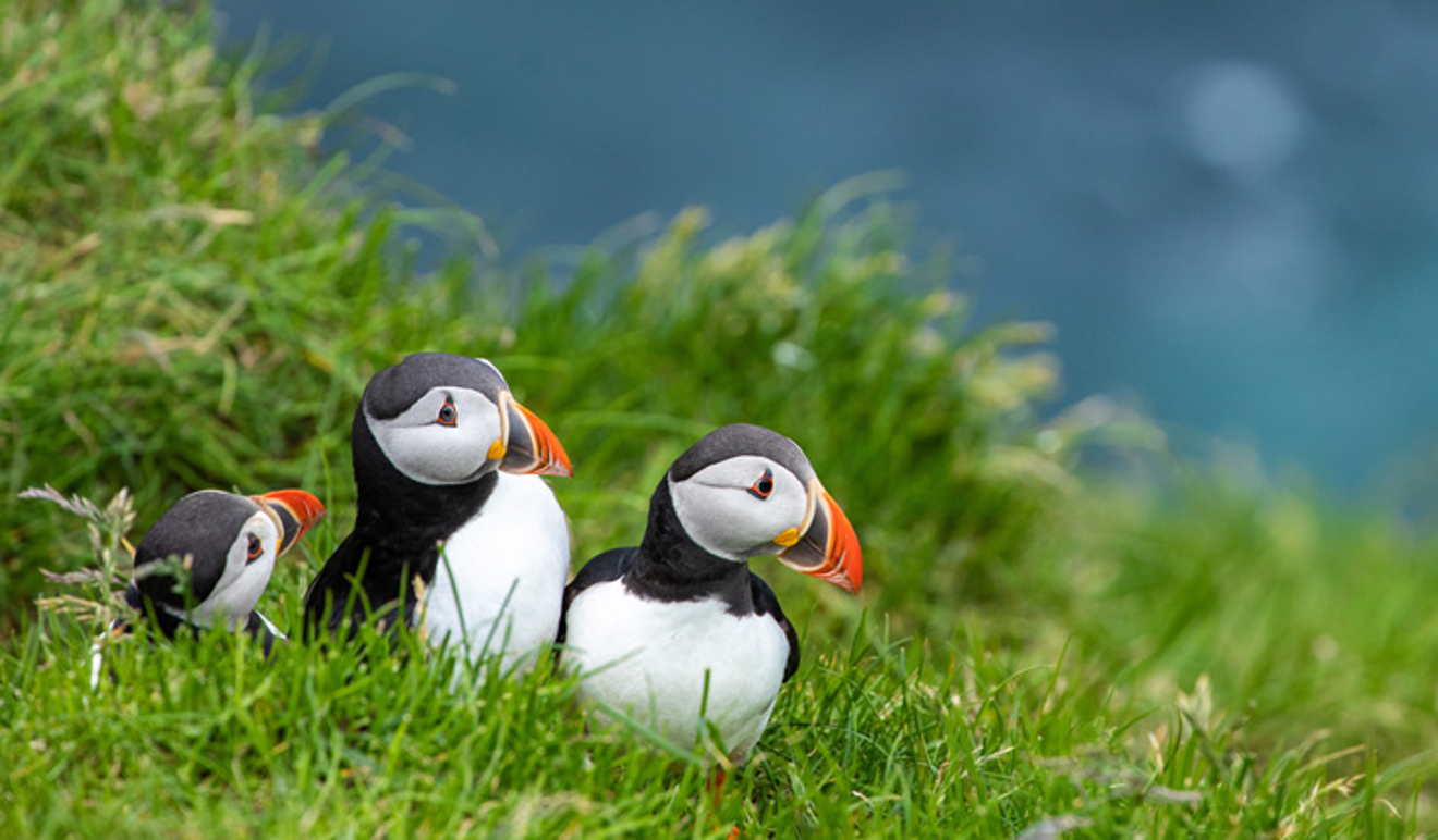 close up of three puffins