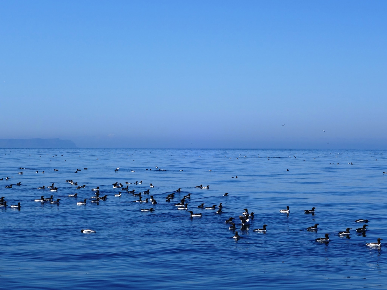 numerous Guillemots at sea