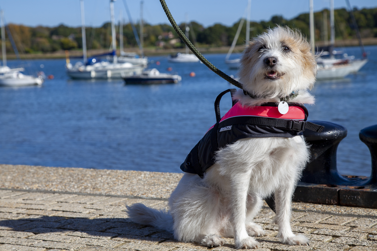 small dog on lead wearing a life jacket