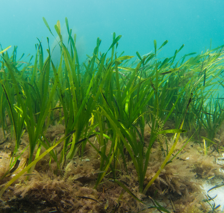 Underwater seagrass moving slowly in the water