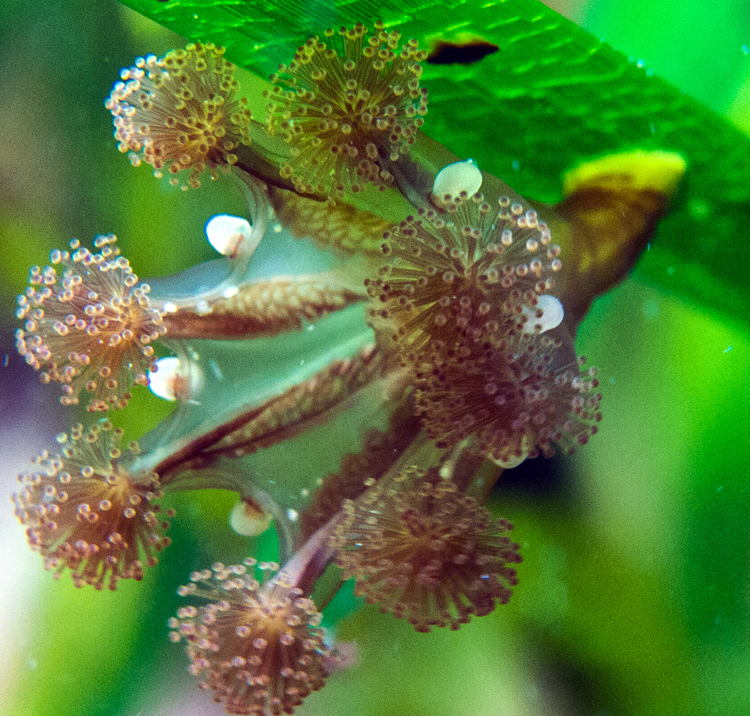 Seagrass