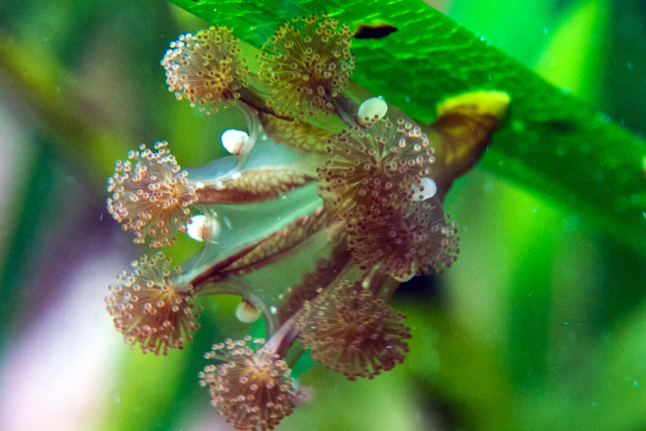 Seagrass