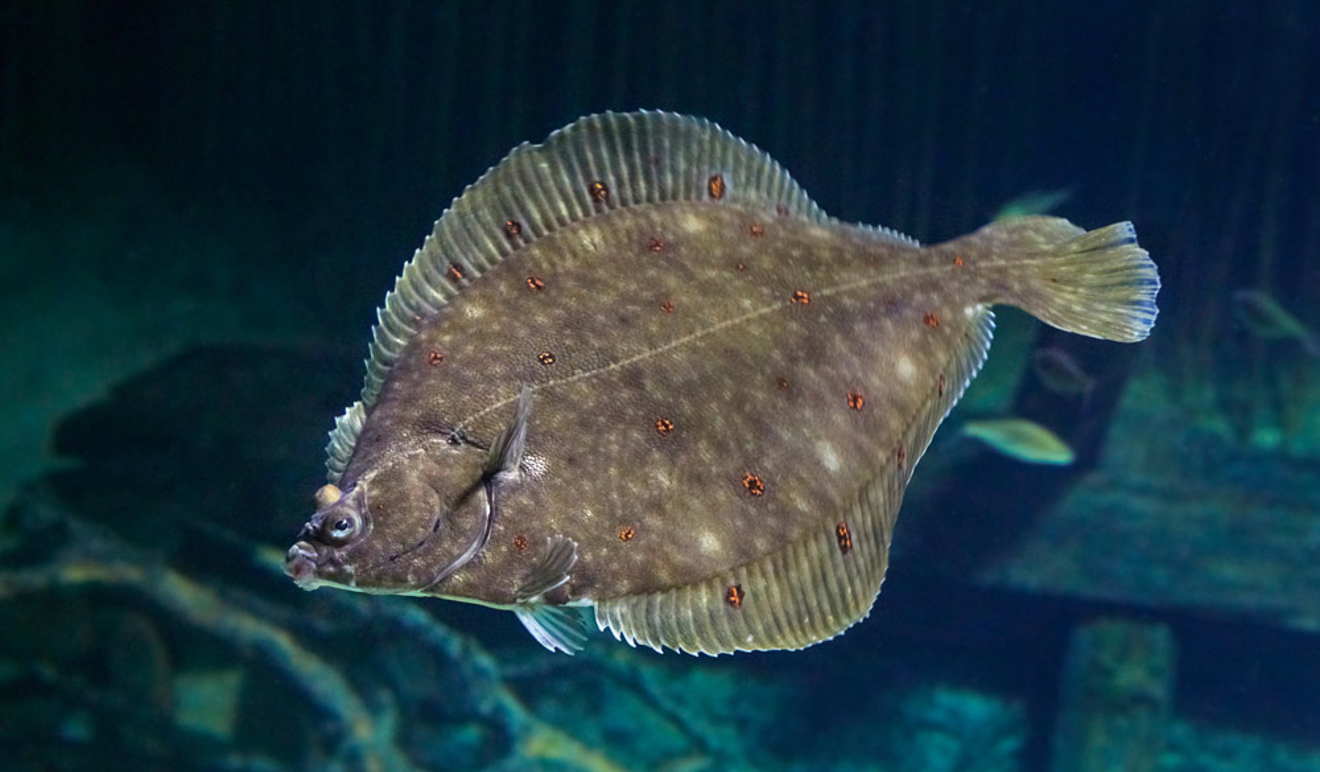 Plaice Fish