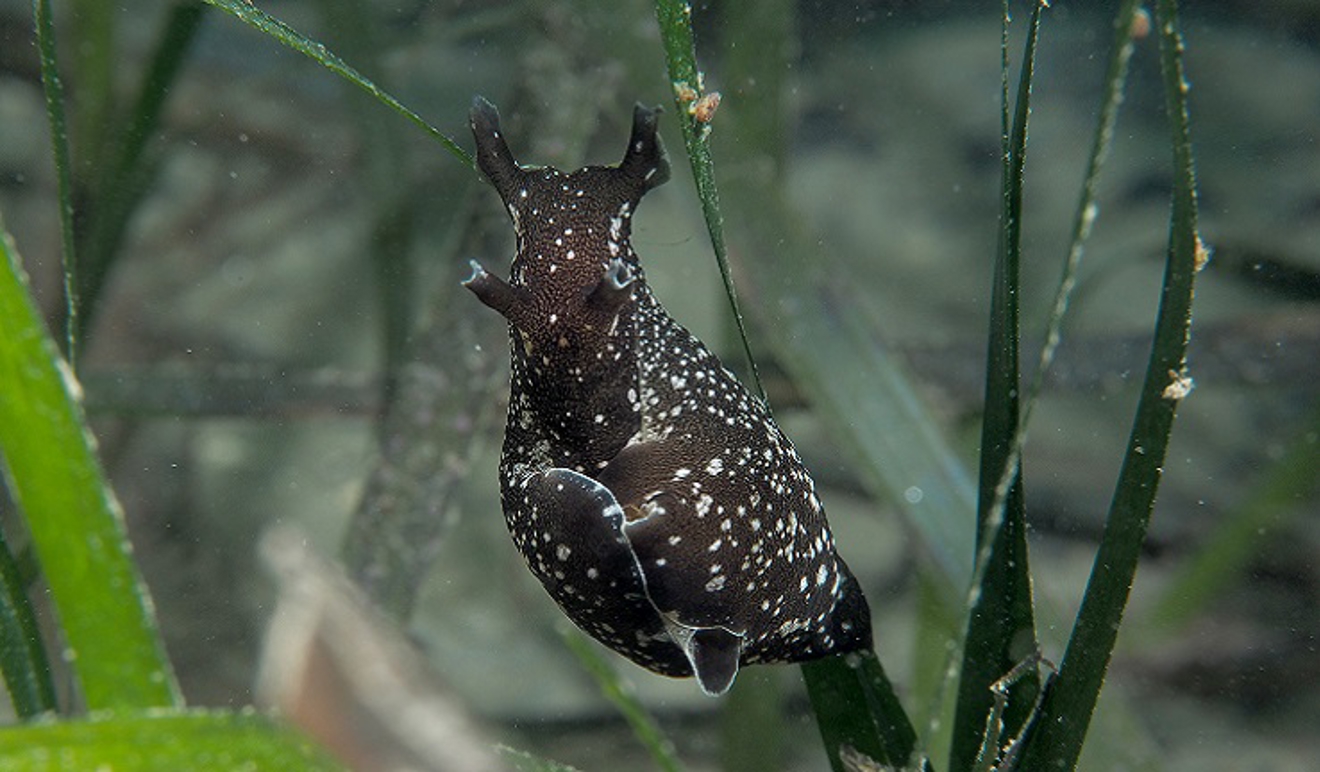 Seahare